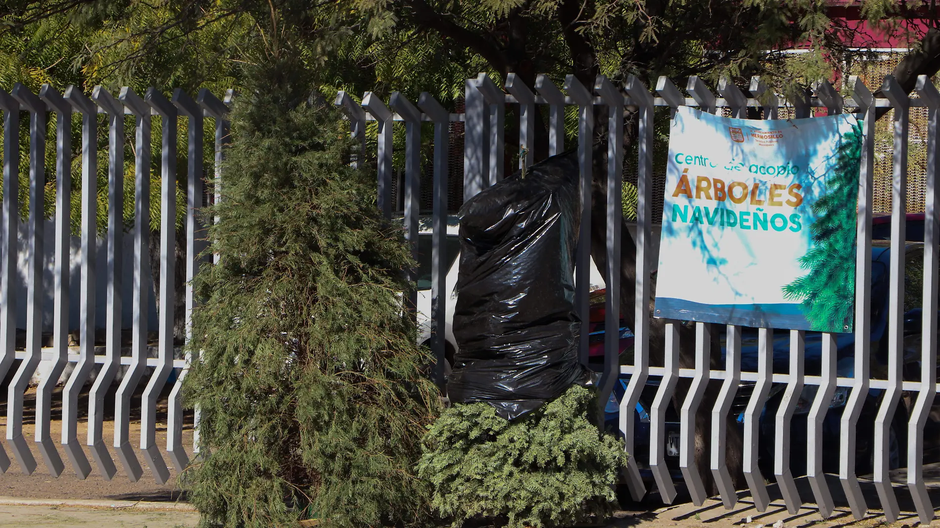 Centro de acopio arboles navideños - Mike Acosta (1)